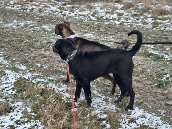 2 fenečky štěňátka - 10