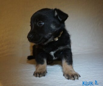 Štěňata s PP plemene MEDI - 10