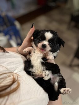 2x dlouhosrstý pejsek s PP FCI, čivava - 10