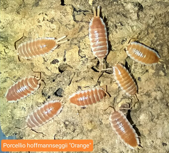 Isopody - nabídka - 10