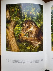 Paleontologie obratlovců. V. Špinar, Zdeněk Burian - 10