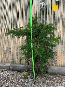 Tis červený - Taxus baccata - 10