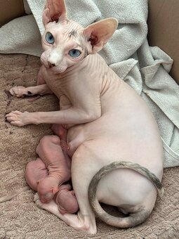 Koťata Kanadský Sphynx - 10