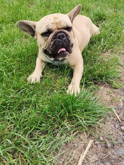 Štěňata francouzský buldoček - 10