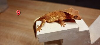 Pagekon řasnatý - 10