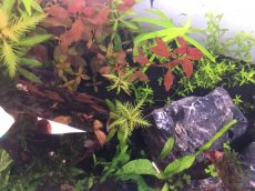 Čerstvé akvarijní rostliny – Výhodné ceny a odborné tipy - 10