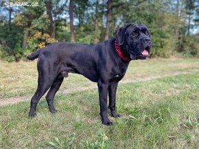 Cane Corso - 10