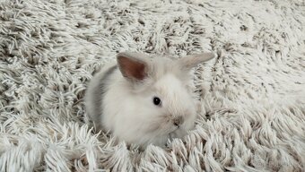 Zakrslý králík, králíček, králík - (lvíček)-VIKY - 10