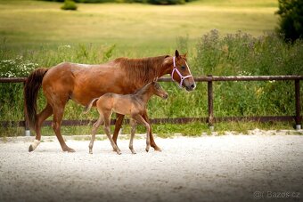 American Quarter Horse hřebec ve zbarvení silver champagne - 10