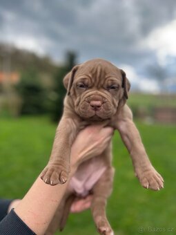 American Bully xl/xxl - 10