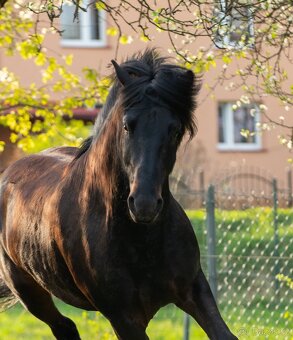 Velký (±145 cm) huculský hřebeček, hřebec, hnědobělouš. - 10