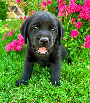 REZERVACE Labradorský Retriever s PP - 10