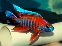 Tlamovci jezera Tanganika a Malawi. - 10