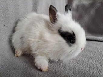 Zakrslý lvíček, králíček teddy - 10