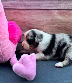 Miniaturní Americký ovčák s PP, blue merle pes - 10