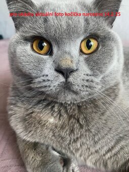 Britská koťátka bez PP - 10