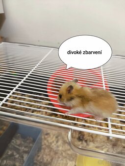Křeček syrský zlatý - 10