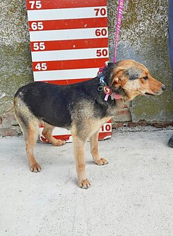 ŠEJLA K ADOPCI - 1 ROK, VDĚČNÁ, ODDANÁ,LASKAVÁ - 10