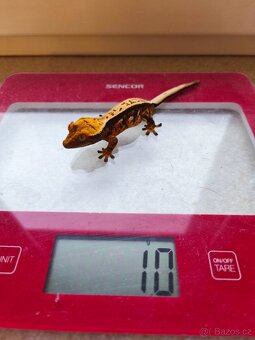 Pagekon řasnatý 0,1 - 10