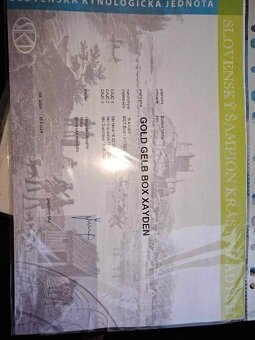 Boston, bostonský terier krytie. - 10