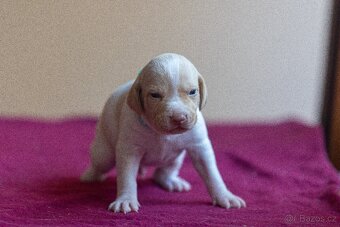 Saintgermánský ohař - štěňátka k zamluvení - 10