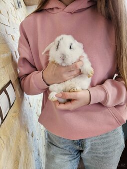 Zakrslý králík - 10