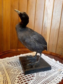 myslivost, soubor dekoračních předmětů - 10