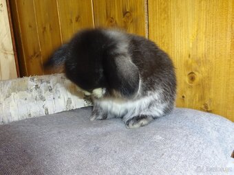 Minilop - sameček - 10