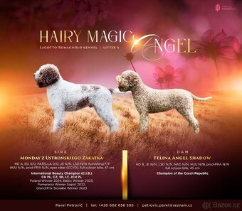 Lagotto Romagnolo s PP - Italský vodní pes - 10