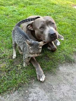 Americký stafordsirsky terier, Stafford, amstaf - 10