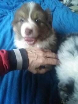 Australský ovčák bez PP - 10