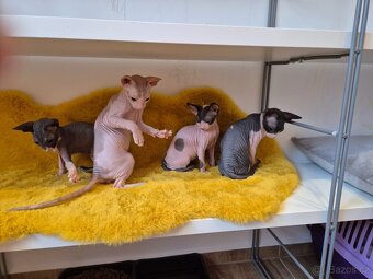 Donský sphynx - krásná koťátka - 10