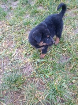 Chodský pes kříženec - 10