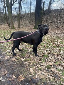American Bully XL krytí - 10