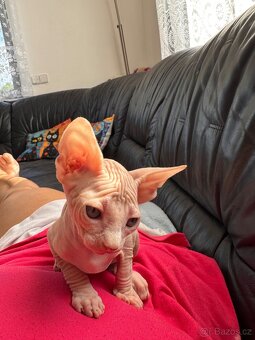 Kanadský Sphynx s průkazem původu - 10