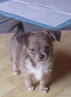 Čivava nádherně vybarvená štěňátka malých čivaviček - 10