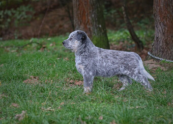 Australský honácký pes, rezervace štěňat s PP, volní kluci - 10