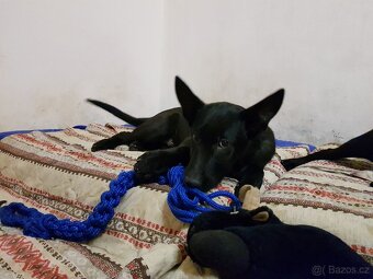 Belgický ovčák - 10