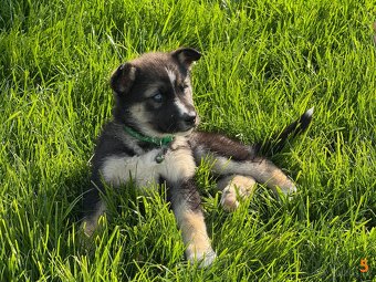 Štěňata husky a labrador - 4 fenky a 1 pes k odběru od 18.5. - 10