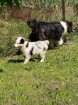 Border kolie - 10