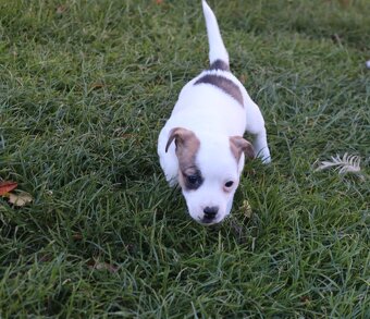 Jack Russell teriér - 10