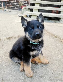 Německý ovčák - štěňata s PP - 10