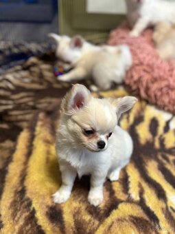 Čivava s PP pejsek - 10