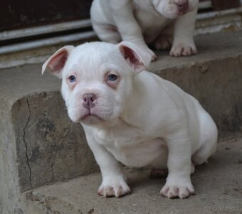 American bully pocket / standard - 10