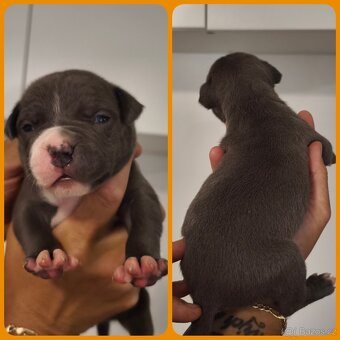 American Bully XL originální původní krev rodokmen ABKC USA - 10