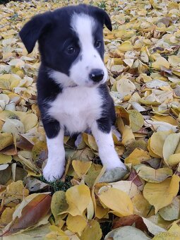 Border kolie již k odběru - 10