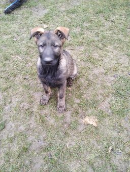 Německý ovčák - 10