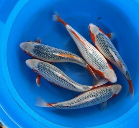 Koi kapr originál Japonsko - 10