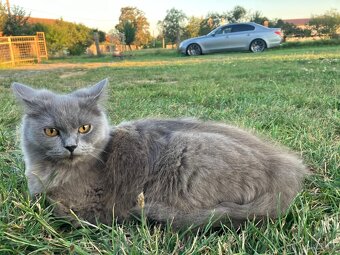 Britská černá krátkosrstá a dlouhosrstá koťata - 10