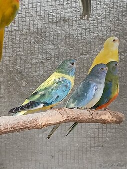 neofema modrohlavá - 10